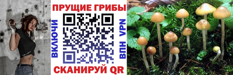 Галлюциногенные грибы Psilocybe  Соль-Илецк 